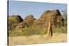 Sandstone Hills and Termite Mounds in the Domes Area of Purnululu National Park (Bungle Bungle)-Tony Waltham-Stretched Canvas