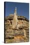 Sandstone Hills and Termite Mounds in the Domes Area of Purnululu National Park (Bungle Bungle)-Tony Waltham-Stretched Canvas