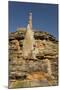 Sandstone Hills and Termite Mounds in the Domes Area of Purnululu National Park (Bungle Bungle)-Tony Waltham-Mounted Photographic Print