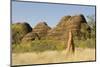 Sandstone Hills and Termite Mounds in the Domes Area of Purnululu National Park (Bungle Bungle)-Tony Waltham-Mounted Photographic Print