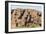 Sandstone Hills in the Domes Area of Purnululu National Park (Bungle Bungle)-Tony Waltham-Framed Photographic Print