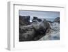 Sandstone, Salt Point State Park, Sonoma Coast, California, Usa-Rainer Mirau-Framed Photographic Print