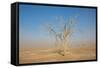 Sandstorm-F.C.G.-Framed Stretched Canvas