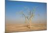 Sandstorm-F.C.G.-Mounted Photographic Print