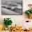 Sandwich Harbor, Namibia. Gull Flies over Immense Sand Dunes-Janet Muir-Mounted Premium Photographic Print displayed on a wall