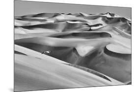 Sandwich Harbor, Namibia. Gull Flies over Immense Sand Dunes-Janet Muir-Mounted Premium Photographic Print