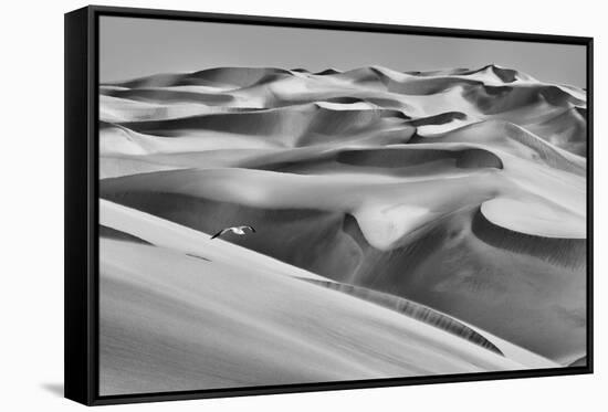 Sandwich Harbor, Namibia. Gull flies over immense sand dunes.-Janet Muir-Framed Stretched Canvas