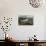 Sandwich Tern-John James Audubon-Giclee Print displayed on a wall