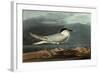 Sandwich Tern-John James Audubon-Framed Giclee Print