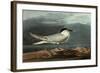 Sandwich Tern-John James Audubon-Framed Giclee Print