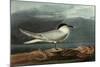 Sandwich Tern-John James Audubon-Mounted Giclee Print