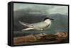 Sandwich Tern-John James Audubon-Framed Stretched Canvas