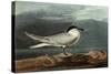 Sandwich Tern-John James Audubon-Stretched Canvas