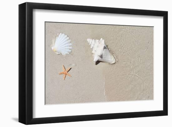 Sandy Beach Conch & Starfish-null-Framed Art Print