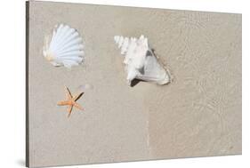 Sandy Beach Conch & Starfish-null-Stretched Canvas