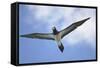 Sandy Cay. British Virgin Islands, Tortola. Brown Booby, Cane Garden Bay-Kevin Oke-Framed Stretched Canvas