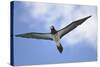 Sandy Cay. British Virgin Islands, Tortola. Brown Booby, Cane Garden Bay-Kevin Oke-Stretched Canvas