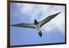 Sandy Cay. British Virgin Islands, Tortola. Brown Booby, Cane Garden Bay-Kevin Oke-Framed Premium Photographic Print