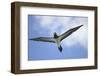 Sandy Cay. British Virgin Islands, Tortola. Brown Booby, Cane Garden Bay-Kevin Oke-Framed Photographic Print