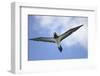 Sandy Cay. British Virgin Islands, Tortola. Brown Booby, Cane Garden Bay-Kevin Oke-Framed Photographic Print