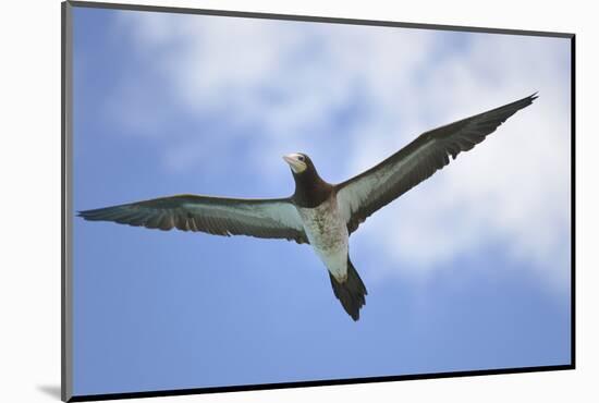 Sandy Cay. British Virgin Islands, Tortola. Brown Booby, Cane Garden Bay-Kevin Oke-Mounted Photographic Print