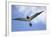 Sandy Cay. British Virgin Islands, Tortola. Brown Booby, Cane Garden Bay-Kevin Oke-Framed Photographic Print