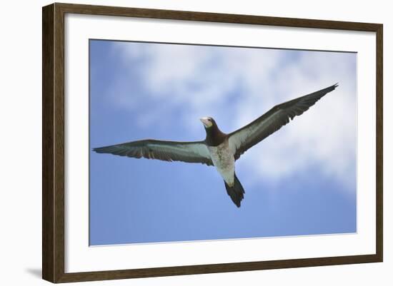 Sandy Cay. British Virgin Islands, Tortola. Brown Booby, Cane Garden Bay-Kevin Oke-Framed Photographic Print