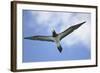 Sandy Cay. British Virgin Islands, Tortola. Brown Booby, Cane Garden Bay-Kevin Oke-Framed Photographic Print