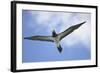 Sandy Cay. British Virgin Islands, Tortola. Brown Booby, Cane Garden Bay-Kevin Oke-Framed Photographic Print