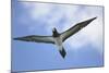 Sandy Cay. British Virgin Islands, Tortola. Brown Booby, Cane Garden Bay-Kevin Oke-Mounted Photographic Print