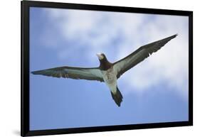 Sandy Cay. British Virgin Islands, Tortola. Brown Booby, Cane Garden Bay-Kevin Oke-Framed Photographic Print