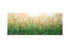 Flower Field-Sandy Dooley-Framed Art Print
