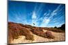 Sandy Dunes and Pink Heather-catolla-Mounted Photographic Print