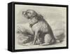 Sandy, from the Crimea, the Dog of the Sappers and Miners-null-Framed Stretched Canvas