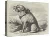 Sandy, from the Crimea, the Dog of the Sappers and Miners-null-Stretched Canvas