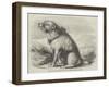 Sandy, from the Crimea, the Dog of the Sappers and Miners-null-Framed Giclee Print