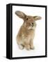 Sandy Lionhead-Cross Rabbit, Sitting-Mark Taylor-Framed Stretched Canvas