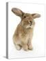 Sandy Lionhead-Cross Rabbit, Sitting-Mark Taylor-Stretched Canvas