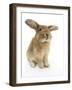 Sandy Lionhead-Cross Rabbit, Sitting-Mark Taylor-Framed Photographic Print