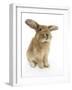 Sandy Lionhead-Cross Rabbit, Sitting-Mark Taylor-Framed Photographic Print