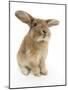 Sandy Lionhead-Cross Rabbit, Sitting-Mark Taylor-Mounted Photographic Print