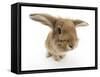 Sandy Lionhead-Cross Rabbit-Mark Taylor-Framed Stretched Canvas