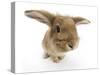 Sandy Lionhead-Cross Rabbit-Mark Taylor-Stretched Canvas