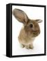 Sandy Lionhead-Cross Rabbit-Mark Taylor-Framed Stretched Canvas