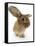 Sandy Lionhead-Cross Rabbit-Mark Taylor-Framed Stretched Canvas