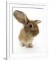 Sandy Lionhead-Cross Rabbit-Mark Taylor-Framed Photographic Print