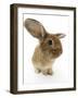 Sandy Lionhead-Cross Rabbit-Mark Taylor-Framed Photographic Print