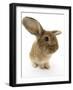 Sandy Lionhead-Cross Rabbit-Mark Taylor-Framed Photographic Print