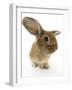 Sandy Lionhead-Cross Rabbit-Mark Taylor-Framed Photographic Print