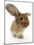 Sandy Lionhead-Cross Rabbit-Mark Taylor-Mounted Photographic Print